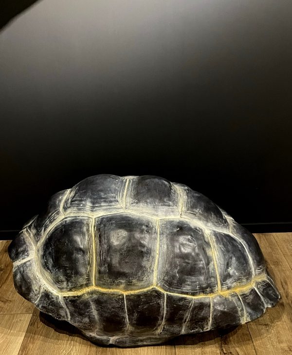 Replica van een Galapagos schildpad schild