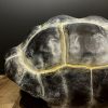 Replica van een Galapagos schildpad schild