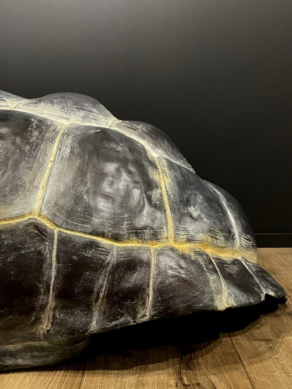 Replica van een Galapagos schildpad schild