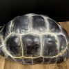 Replica van een Galapagos schildpad schild