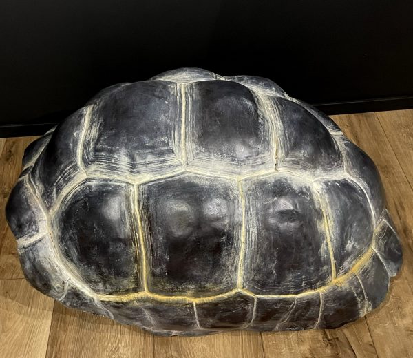 Replica van een Galapagos schildpad schild