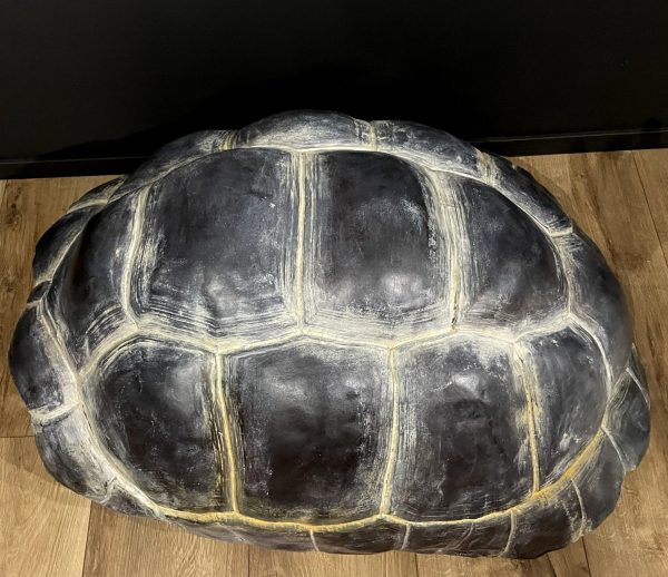 Replica van een Galapagos schildpad schild