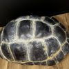 Replica van een Galapagos schildpad schild