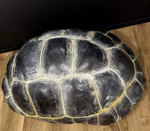 Replica van een Galapagos schildpad schild