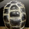 Replica van een Galapagos schildpad schild