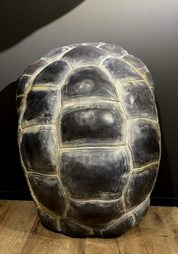 Replica van een Galapagos schildpad schild