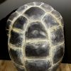 Replica van een Galapagos schildpad schild