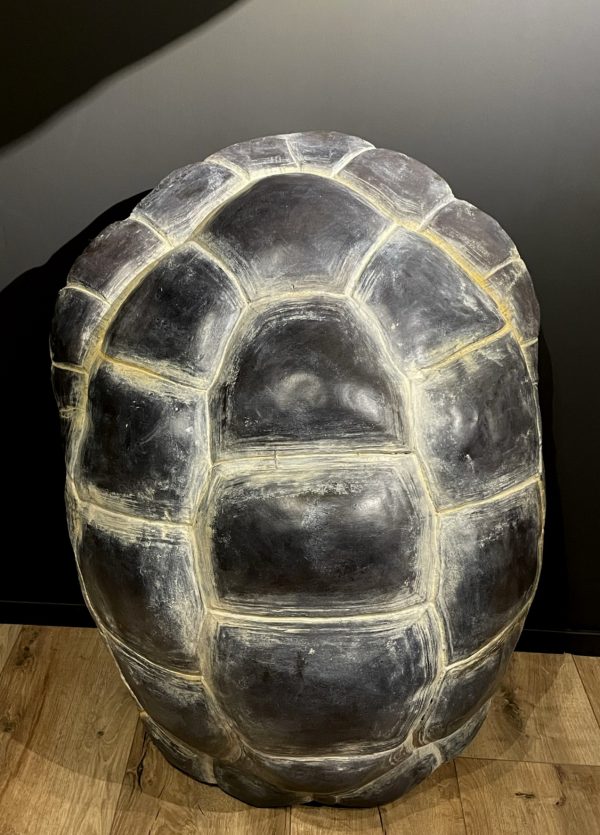 Replica van een Galapagos schildpad schild