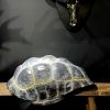 Replica van een Galapagos schildpad schild