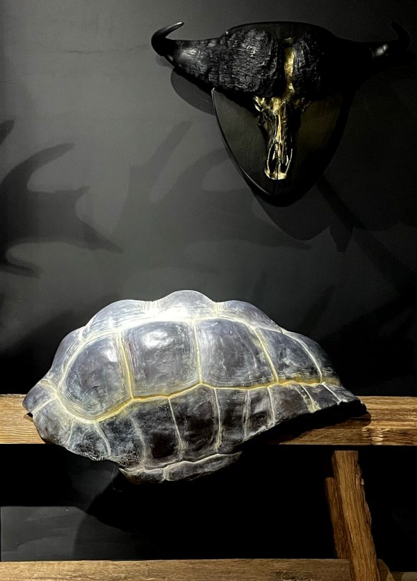 Replica van een Galapagos schildpad schild