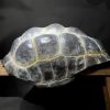 Replica van een Galapagos schildpad schild