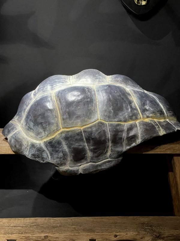 Replica van een Galapagos schildpad schild