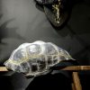 Replica van een Galapagos schildpad schild