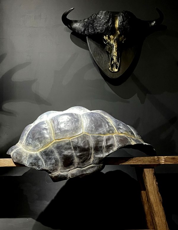 Replica van een Galapagos schildpad schild