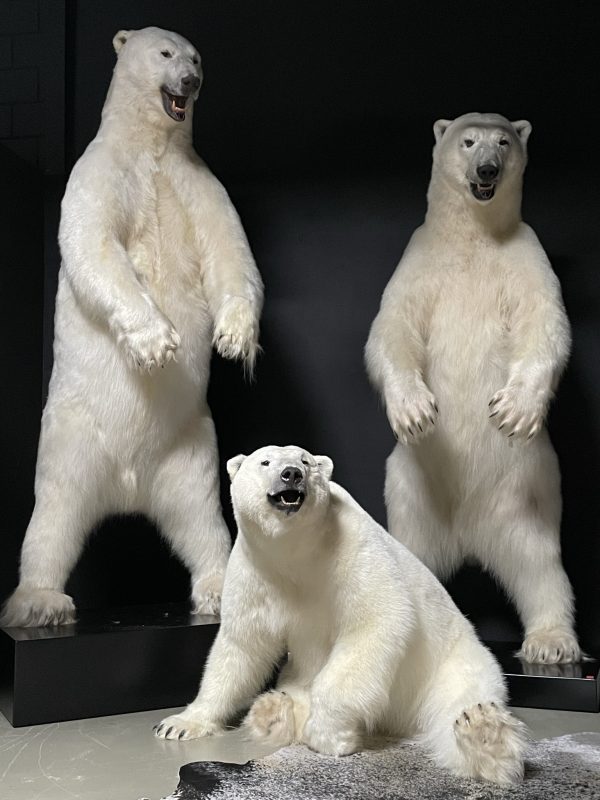 Opgezette ijsbeer