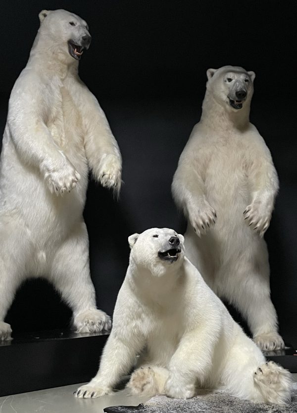 Opgezette ijsbeer