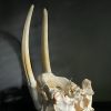 Walrus skull