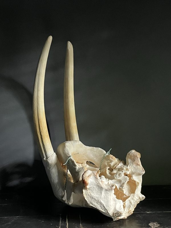 Walrus skull