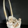 Walrus skull
