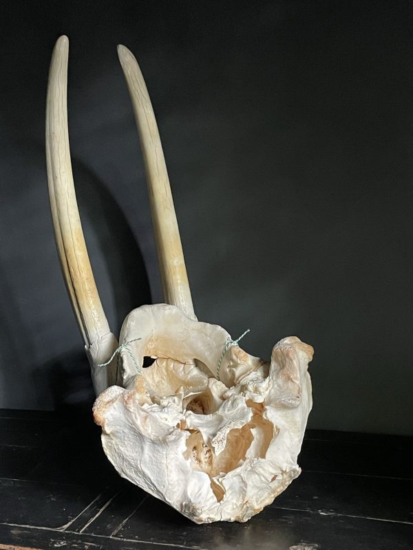 Walrus skull