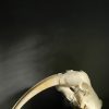 Walrus skull