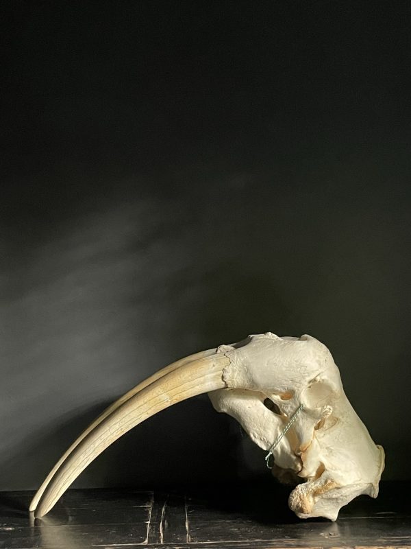 Walrus skull