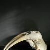Walrus skull