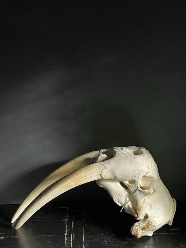 Walrus skull