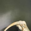 Walrus skull