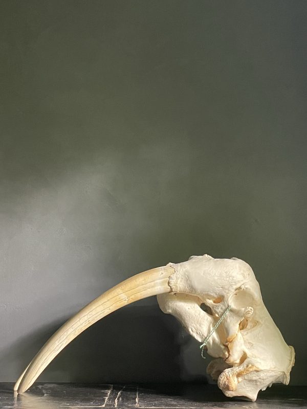 Walrus skull