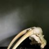 Walrus skull