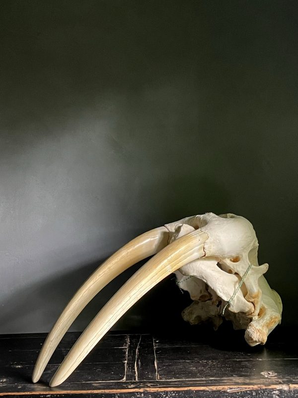 Walrus skull