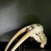 Walrus skull