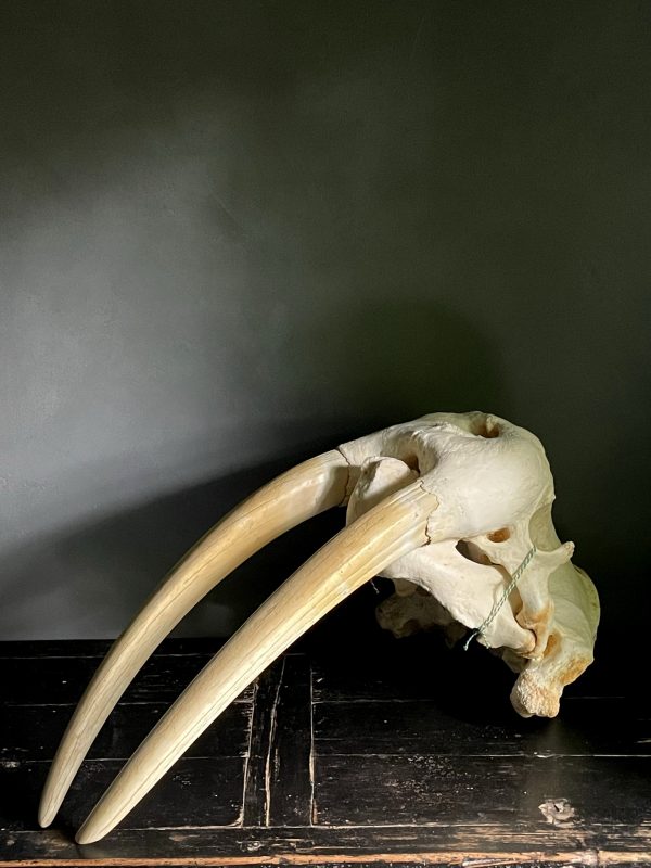 Walrus skull
