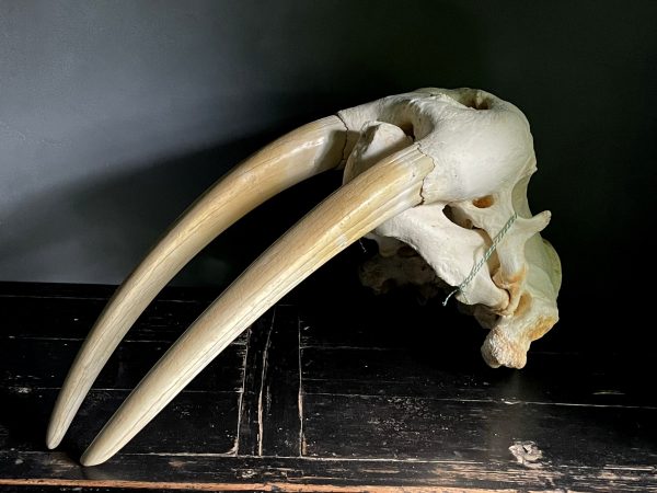 Walrus skull