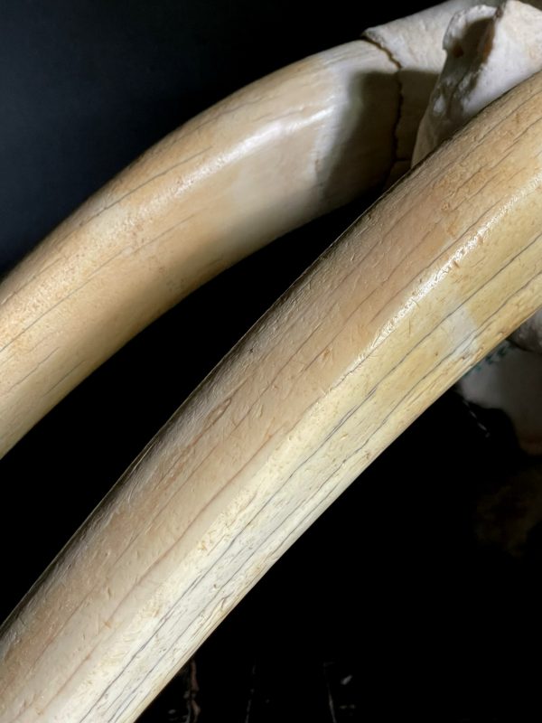 Walrus skull