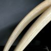 Walrus skull