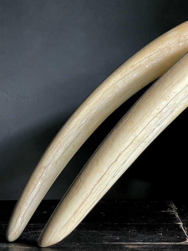 Walrus skull