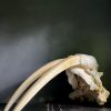 Walrus skull