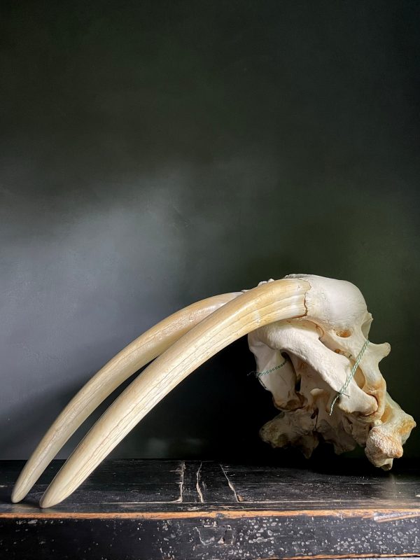 Walrus skull