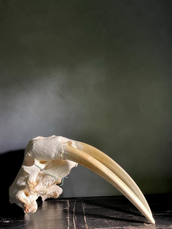 Walrus skull