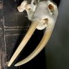 Walrus skull