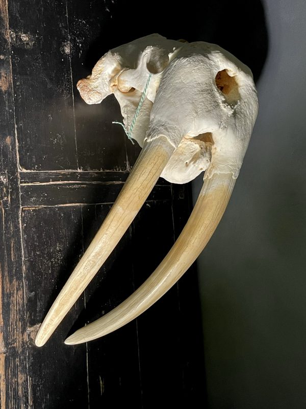 Walrus skull