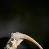 Walrus skull