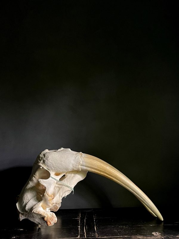 Walrus skull