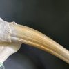 Walrus skull