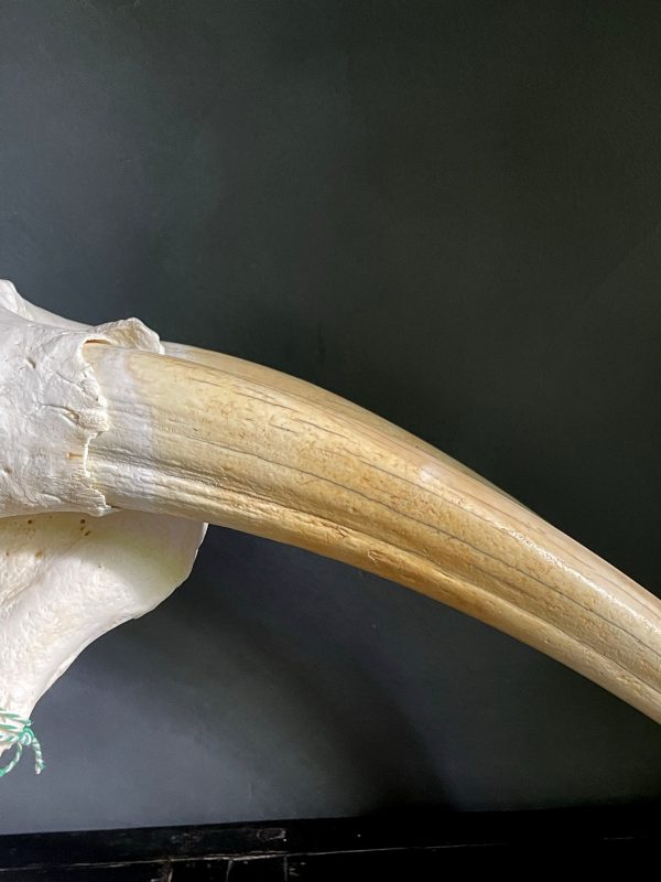 Walrus skull