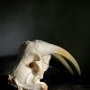 Walrus skull