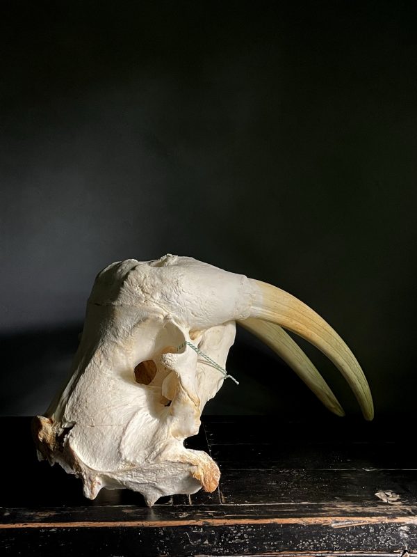 Walrus skull