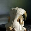 Walrus skull
